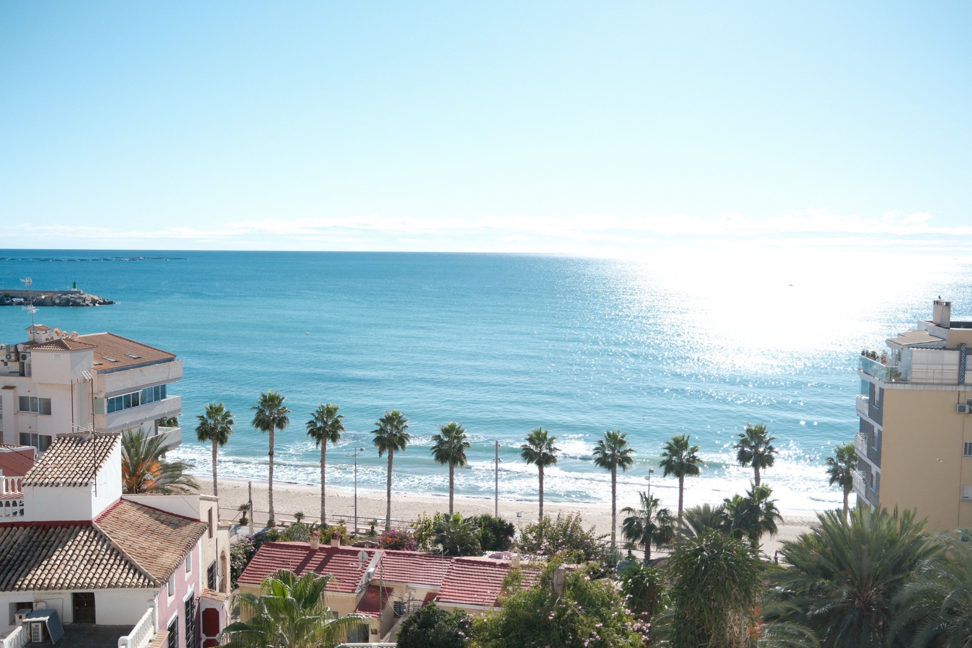 Palms by the beach